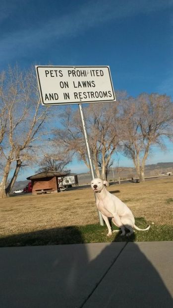 Milo